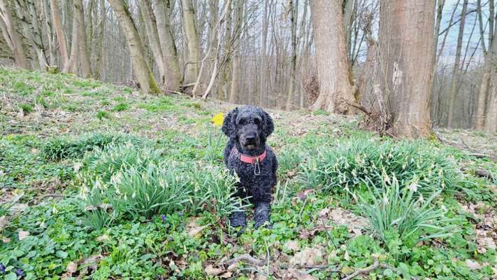 Hundetreffen-Hundetreffen im Niemetal-Bild