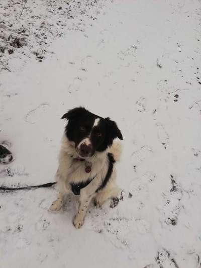 Dogorama Photo Challenge - Winterstimmung-Beitrag-Bild