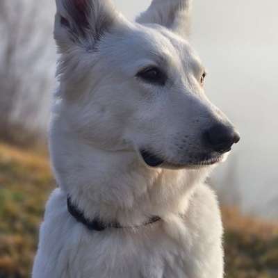 Weißer Schweizer Schäferhund-Beitrag-Bild