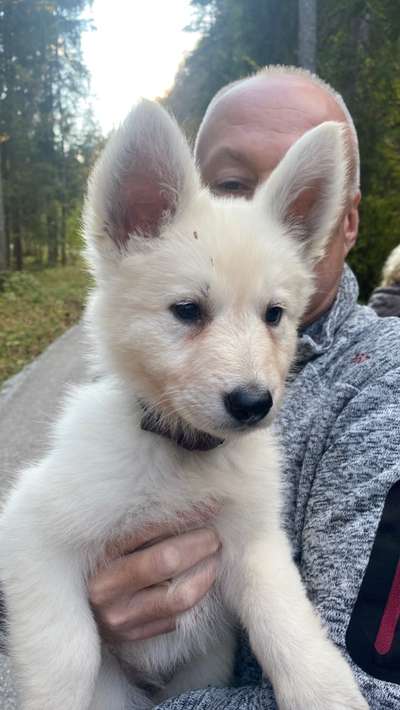 Weißer Schweizer Schäferhund-Beitrag-Bild