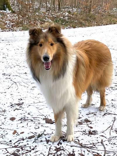 Hundetreffen-Collie und andere größere Hunde-Bild