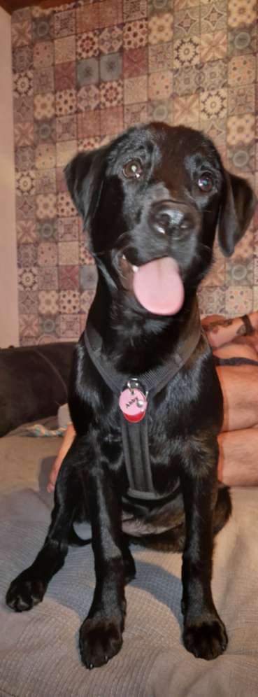 Hundemarke - verschiedene Halsbänder-Beitrag-Bild