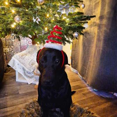 Dogorama Photo Challenge - Weihnachtsbaum-Beitrag-Bild