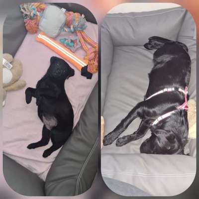 Welpen Bilder !-Beitrag-Bild