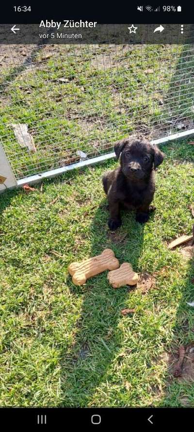 Welpen Bilder !-Beitrag-Bild
