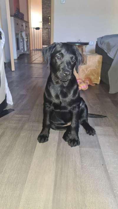 eure Junghunde 🐶🥰-Beitrag-Bild