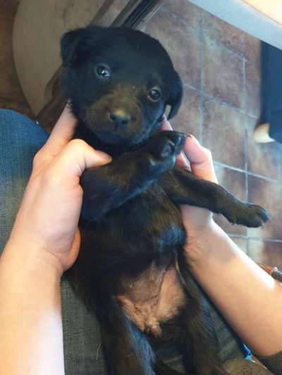 Welpen Bilder !-Beitrag-Bild