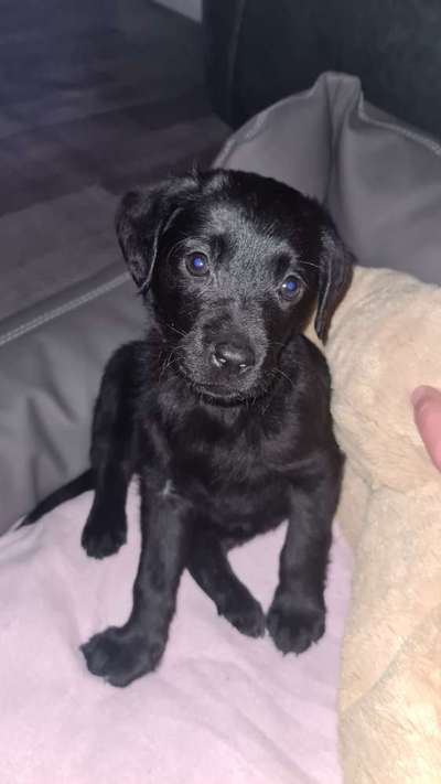 Welpen Bilder !-Beitrag-Bild