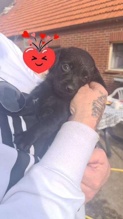 Welpen Bilder !-Beitrag-Bild