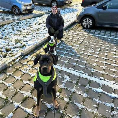 Hundetreffen-Trainingstreff-Profilbild