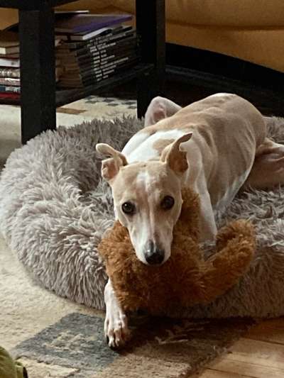 Whippet-Beitrag-Bild