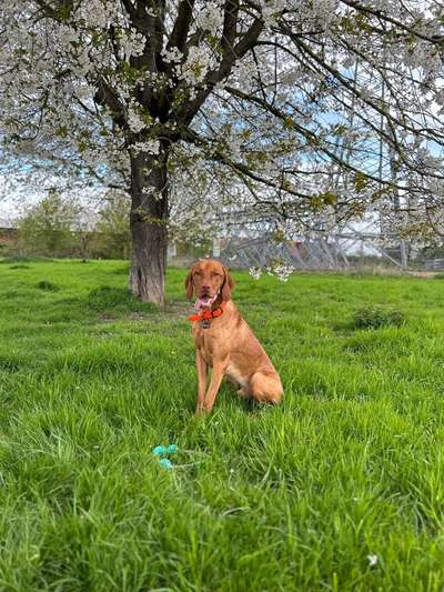 Dogorama Photo Challenge - Frühlingserwachen-Beitrag-Bild