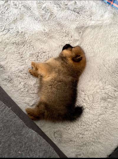 Welpen Bilder !-Beitrag-Bild