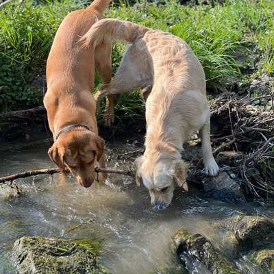 Hundetreffen-Retriever im Hochtaunuskreis-Bild