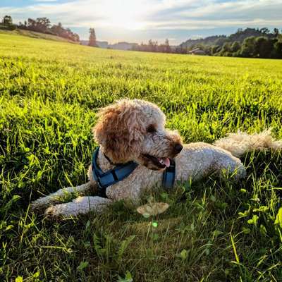 Hundetreffen-Spielen /Spaziergänge & Hundebegegnungen trainieren-Bild