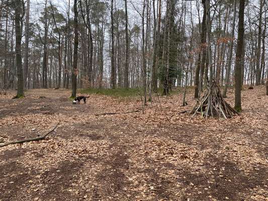 Hundeauslaufgebiet-Bopser Wald-Bild