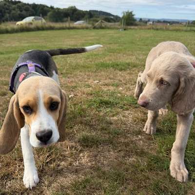 Hundetreffen-Gesucht Hunde die sich mit Welpen verstehen:) oder die selbst einen Welpen besitzen zu spielen-Bild