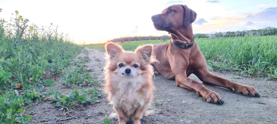 Rhodesian Ridgeback-Beitrag-Bild