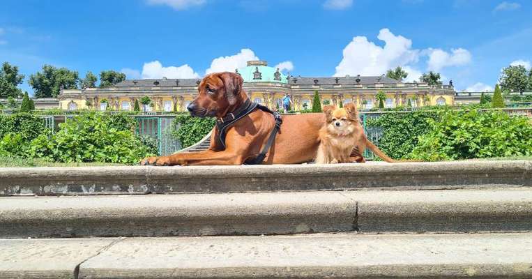 Rhodesian Ridgeback-Beitrag-Bild