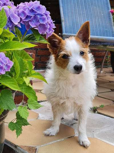 Mischlingshunde Foto Aufruf-Beitrag-Bild