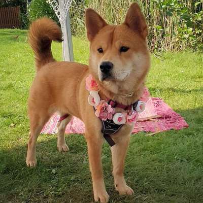 Mischlinge raten - Rätselspaß-Beitrag-Bild