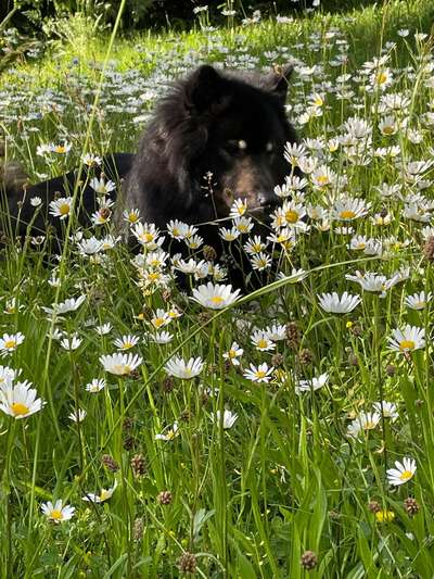 63. Handyfotochallenge   * Nase dran ! *-Beitrag-Bild