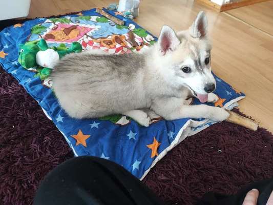 Hilfe welche Futtermenge-Beitrag-Bild