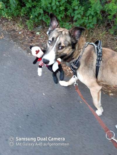 Das erste Bild eures Hundes-Beitrag-Bild