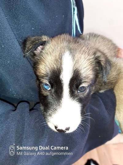 Das erste Bild eures Hundes-Beitrag-Bild