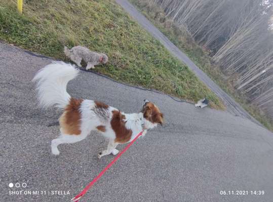 Hundetreffen-Gassi, Spielen und was lernen dabei-Bild