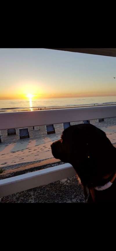 Hundetreffen-Gassirunde am Strand-Bild