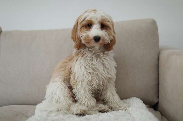 Charakter Pudel-Beitrag-Bild