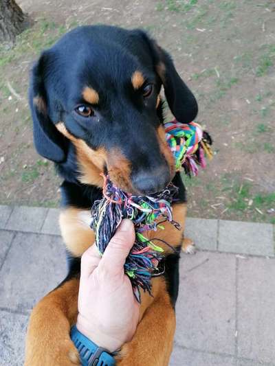 Appenzeller Sennenhunde-Beitrag-Bild