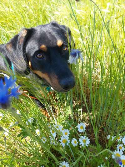 Die Dogorama Monats Challenge "Es grünt und blüht"-Beitrag-Bild