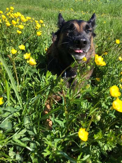 Dogorama Photo Challenge - Frühlingserwachen-Beitrag-Bild