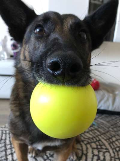 Dogorama Photo Challenge - Lieblingsspielzeug!-Beitrag-Bild