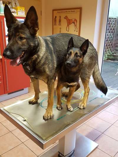 Dogorama Photo Challenge - Gegensätze-Beitrag-Bild