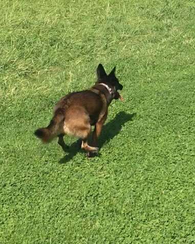 Fotochallenge 66 ~ Rennaction -Zeig deinen Hund im Lauf-Beitrag-Bild