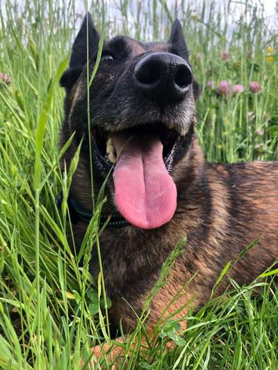 Tongue Out Tuesday-Beitrag-Bild