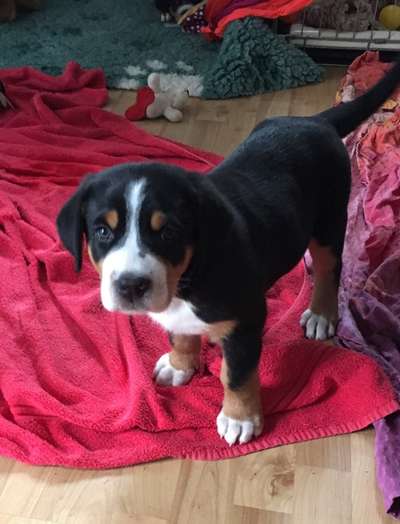 Welpen Bilder !-Beitrag-Bild