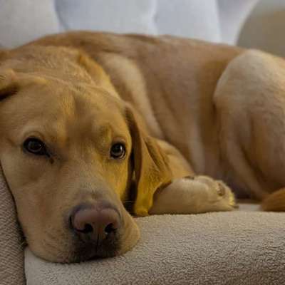 Hundetreffen-Hundebetreuung gesucht-Bild