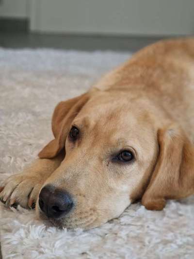 TierschutzhundeStammtisch🐕-Beitrag-Bild