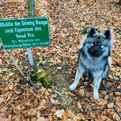 Hundetreffen-Spielen und toben-Bild