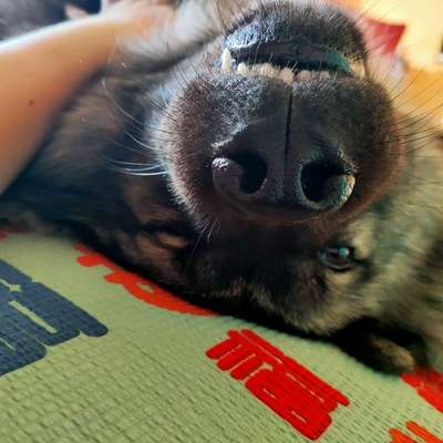 Hundetreffen-Spaziergänge/Training-Bild