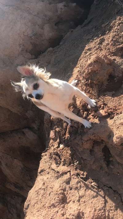 Kleine Hunde ganz Groß-Beitrag-Bild