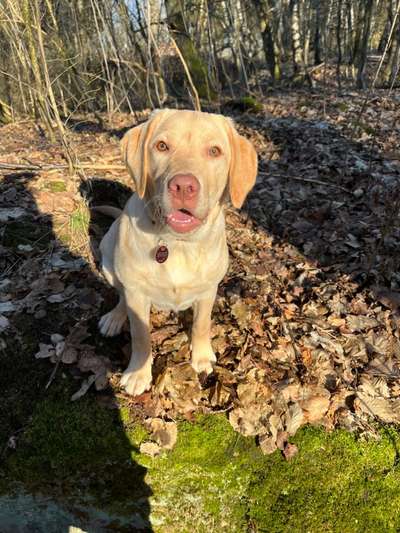 Hundetreffen-Spielkamerad/in gesucht🥰-Bild