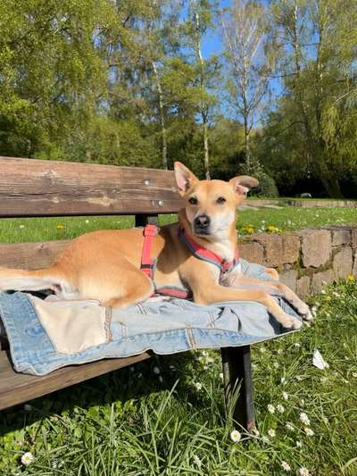 Hundetreffen-Gemeinsame Gassi Runden-Bild