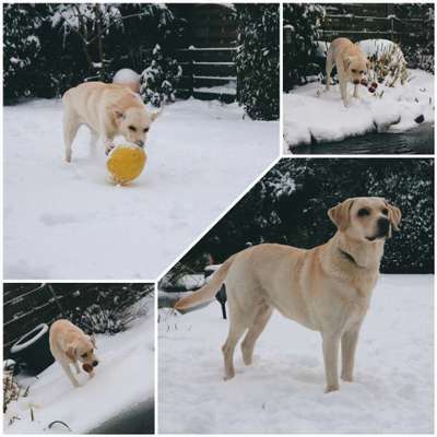 Labradorfans-Beitrag-Bild