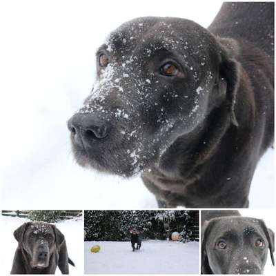 Labradorfans-Beitrag-Bild