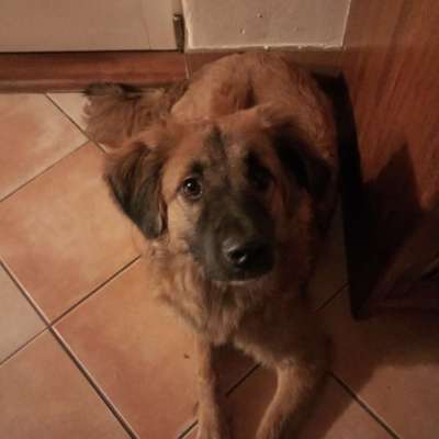 Hundetreffen-Toben in Lämershagen-Profilbild